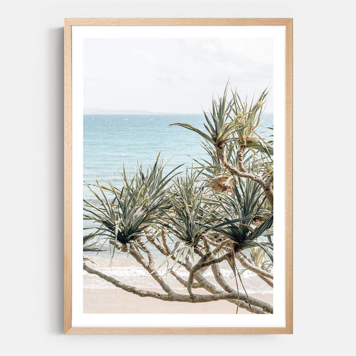 Pandanus Palms