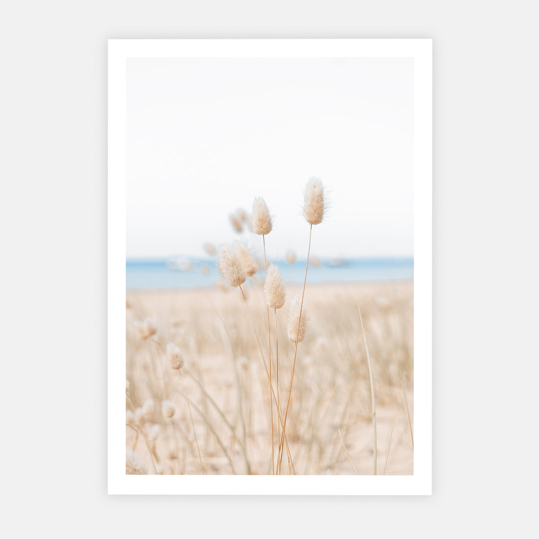 Bunny Tail Grass